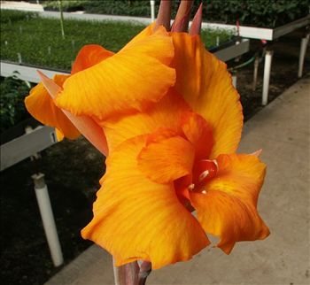 Canna 'Emerald Sunset'